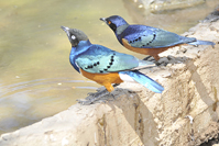 Lamprotornis superbus